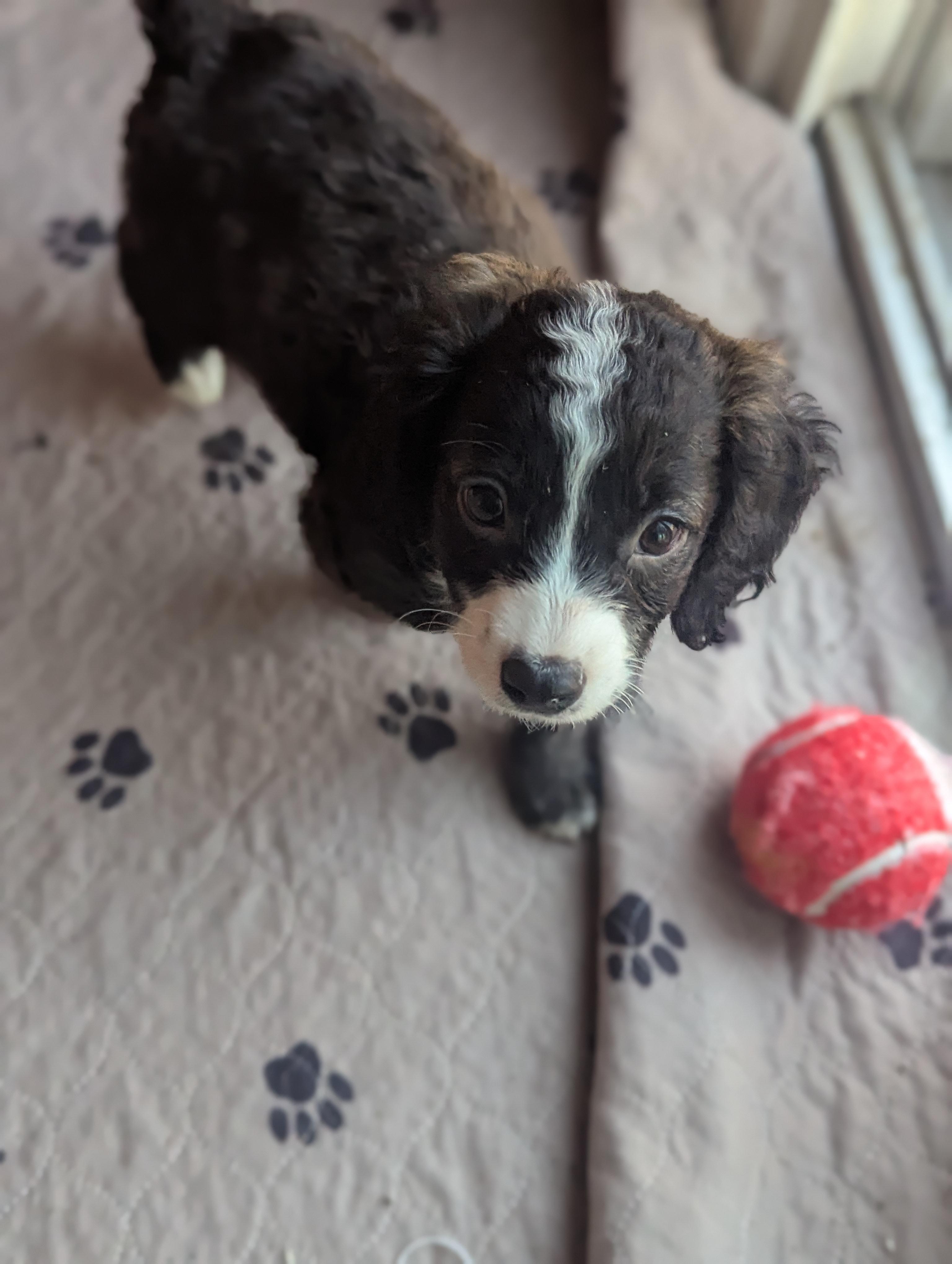 Snickerdoodle, an adopted Mixed Breed in Rochester , NY image 5/5