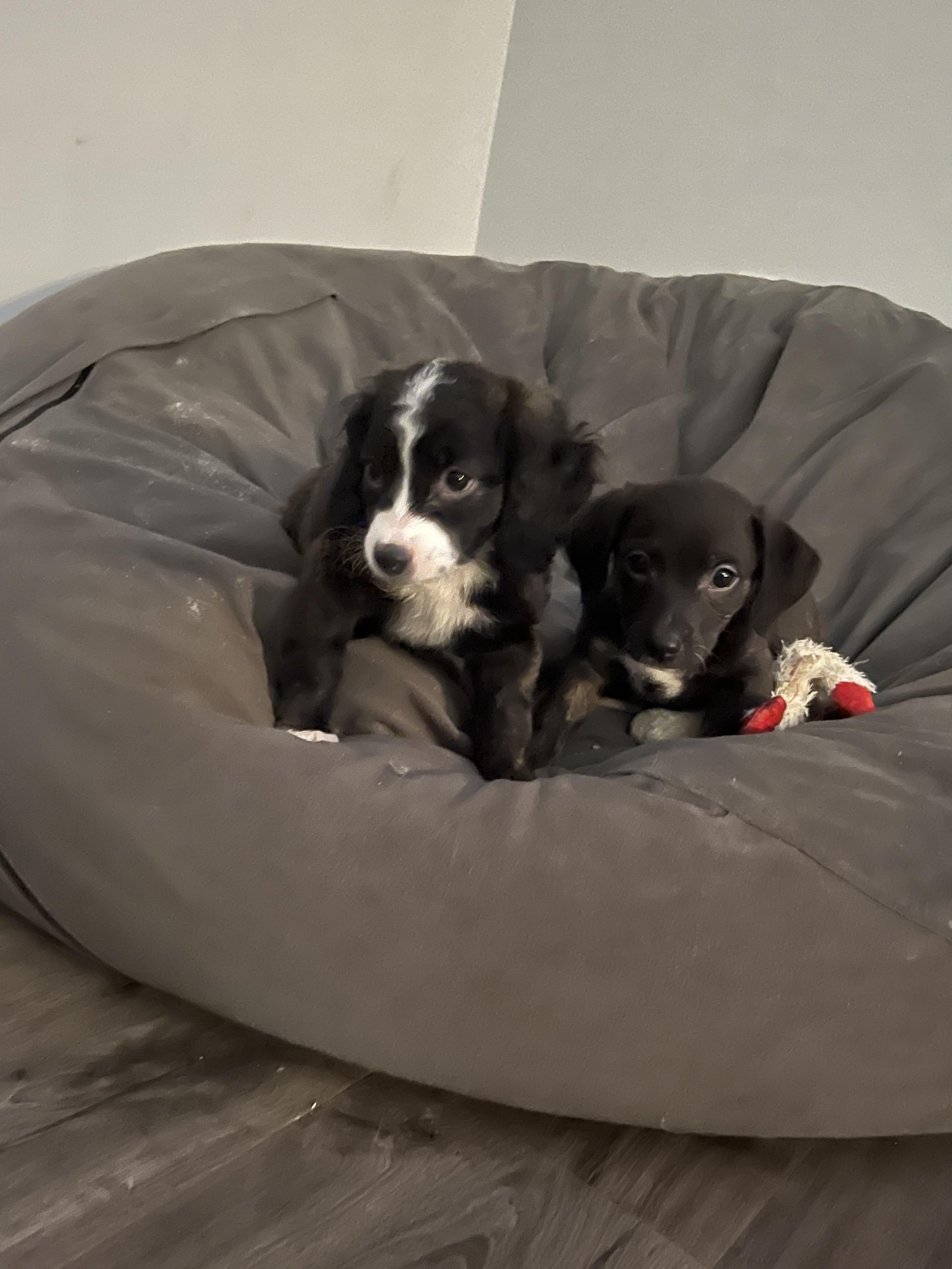 Snickerdoodle, an adopted Mixed Breed in Rochester , NY image 3/5