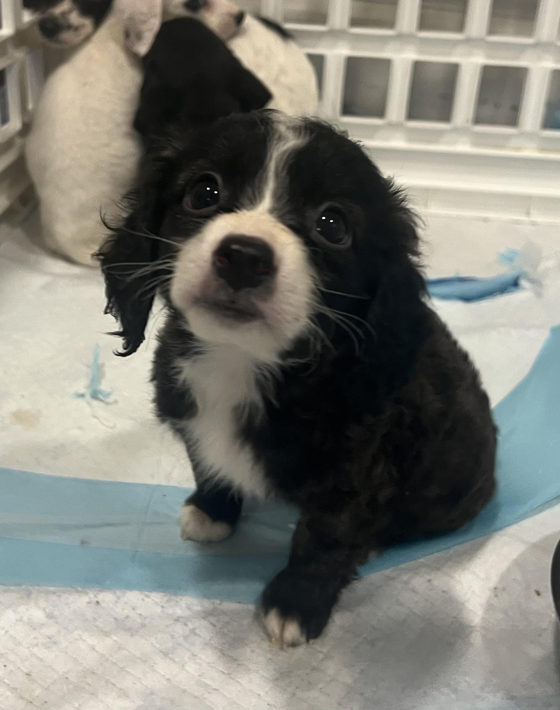 Snickerdoodle, an adopted Mixed Breed in Rochester , NY image 2/5