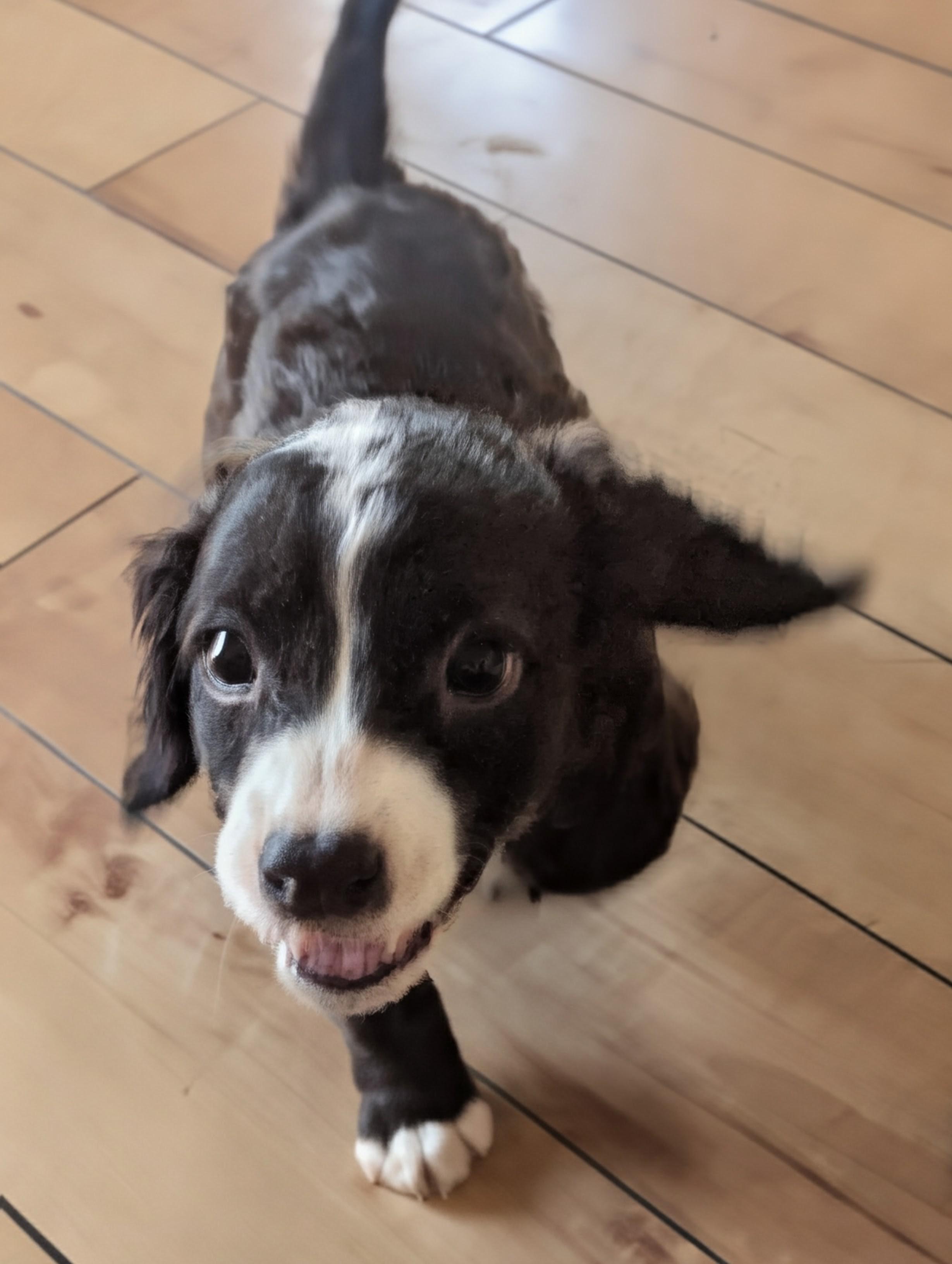 Snickerdoodle, an adopted Mixed Breed in Rochester , NY image 4/5