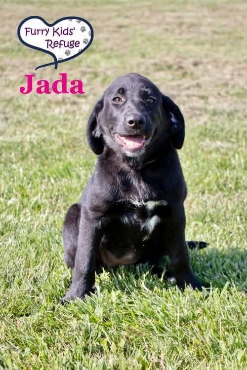 Jada, a Adoptable mixed breed in Lee's Summit, MO image 1/3