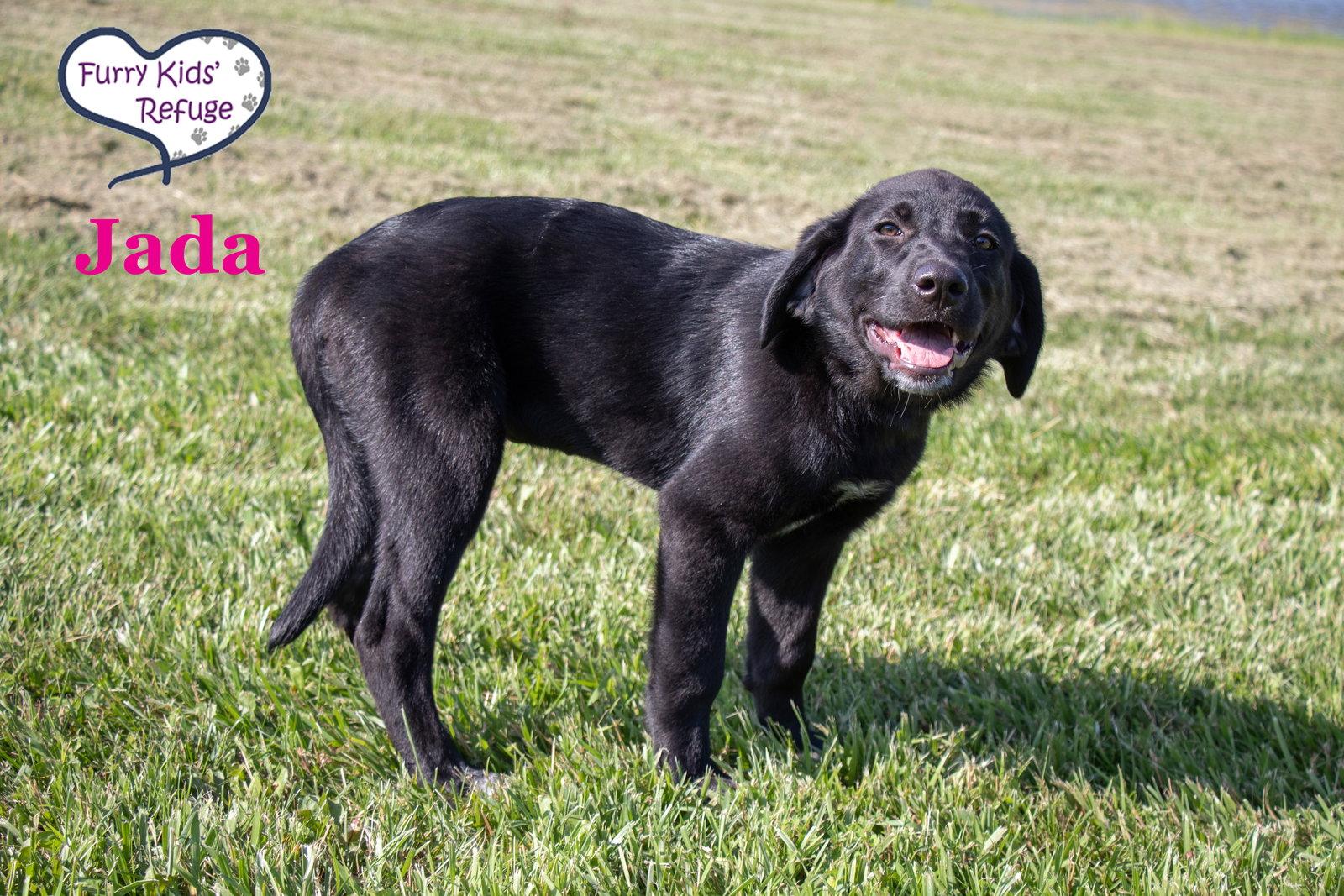 Jada, a Adoptable mixed breed in Lee's Summit, MO image 2/3