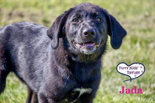 Jada, a Adoptable mixed breed in Lee's Summit, MO image 3/3