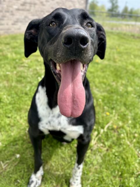 Enlarge MOOSE, a Adoptable mixed breed in Kalamazoo, MI image 1/1