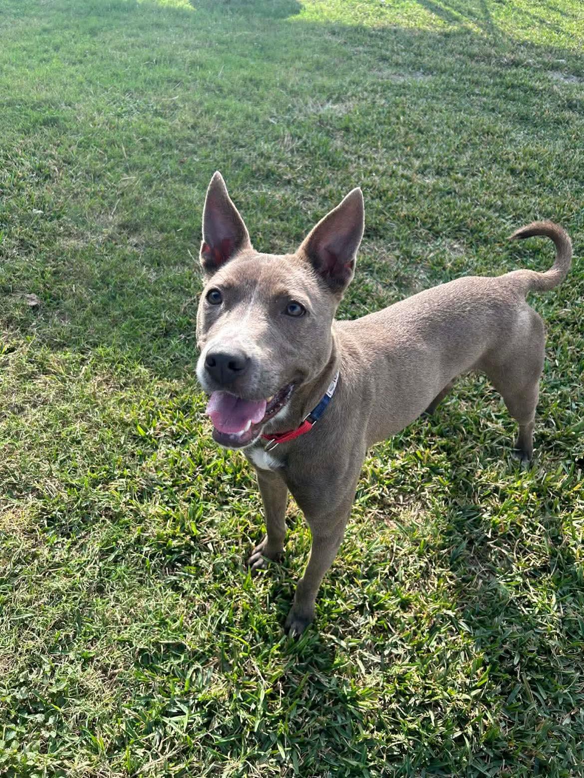 Enlarge Diver, a Adoptable mixed breed in Portland, OR image 2/5