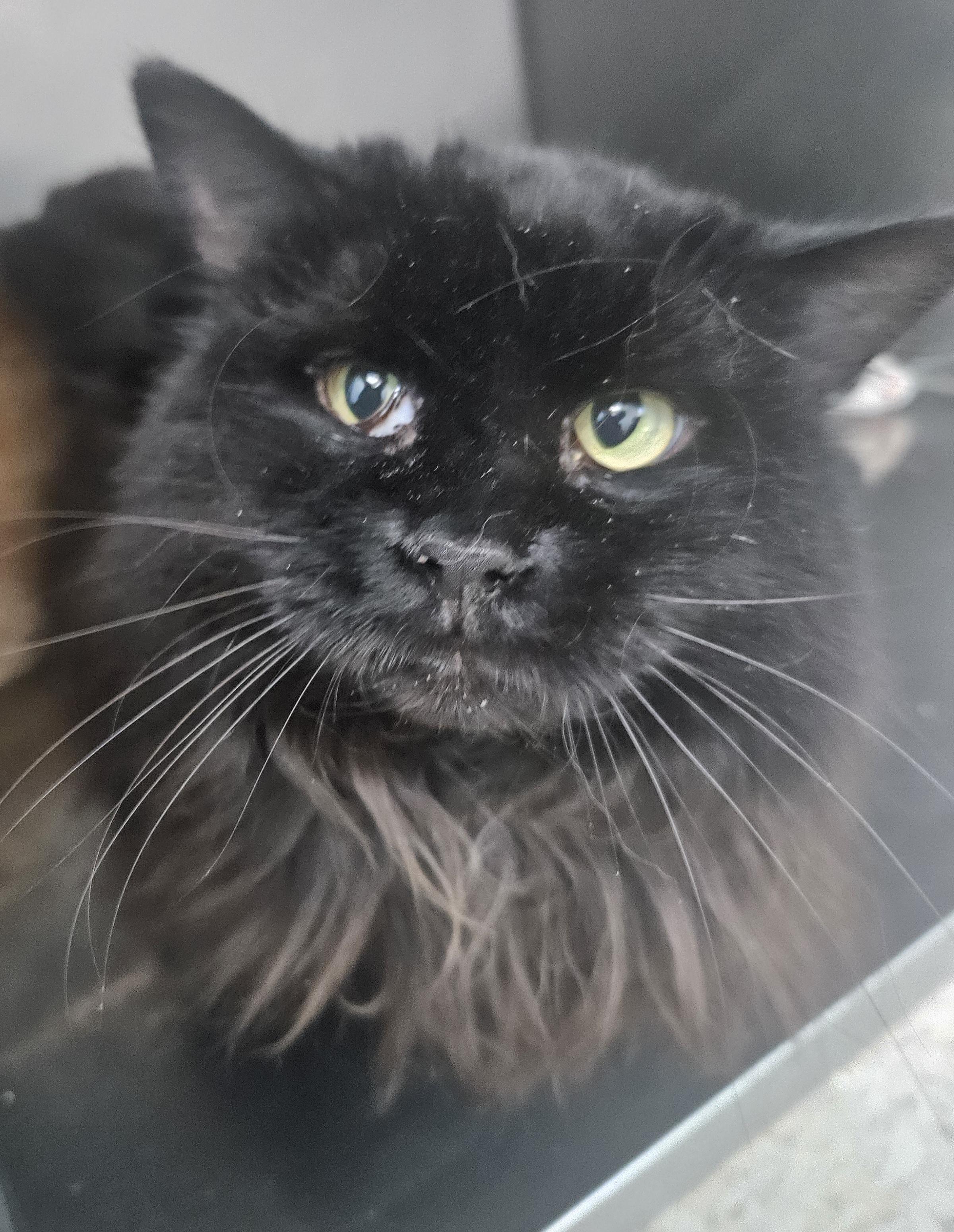 Enlarge Ethel, a ADOPTABLE Domestic Long Hair in Fall River, MA image 1/1