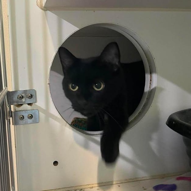 Midnite Lace, Adoptable, Adult Female Domestic Short Hair.