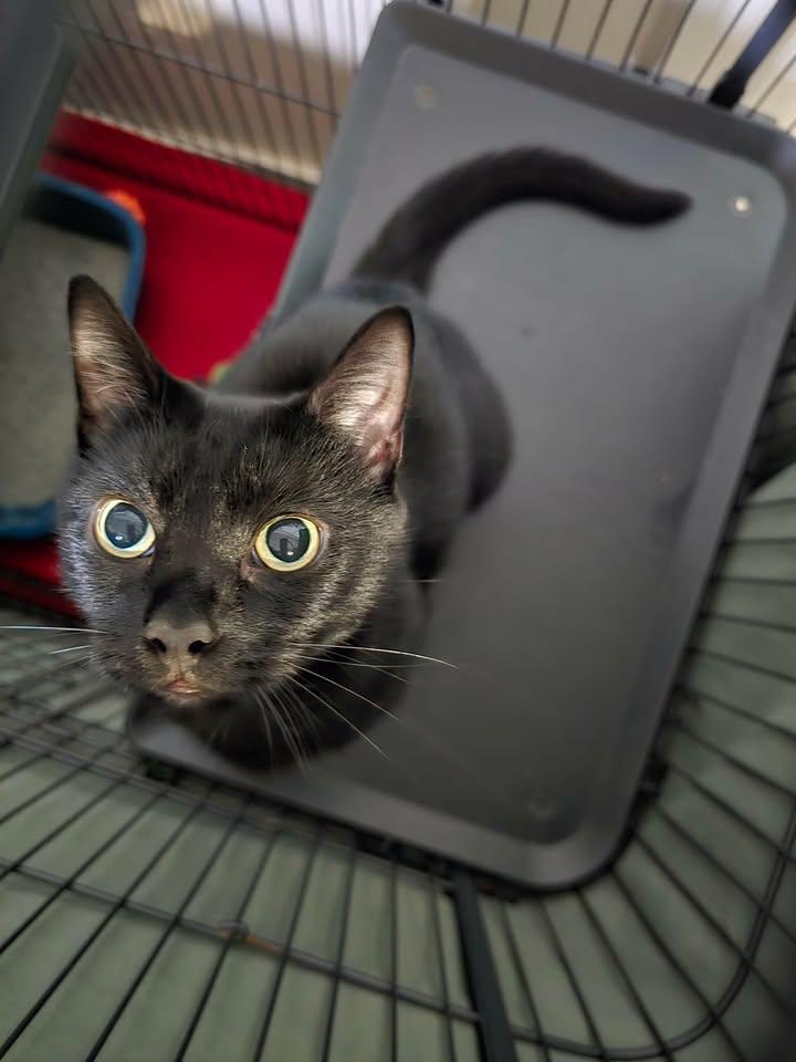 Midnite Lace, Adoptable, Adult Female Domestic Short Hair.