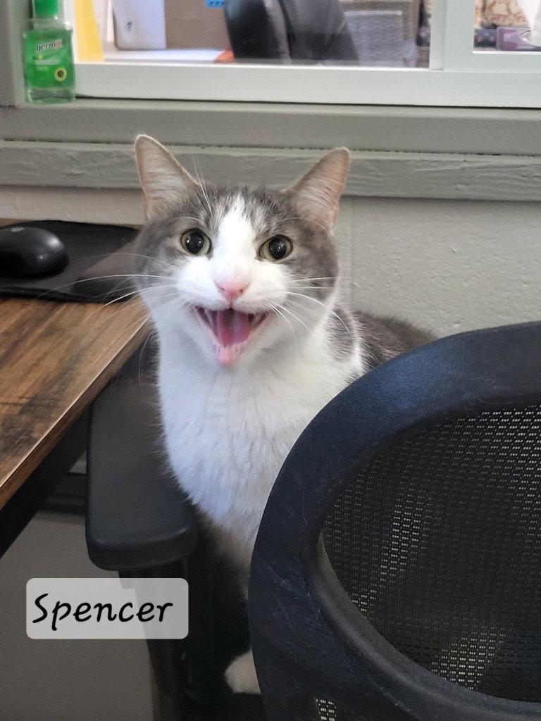 Enlarge Spencer, a Adoptable Domestic Short Hair in Ellijay, GA image 1/3