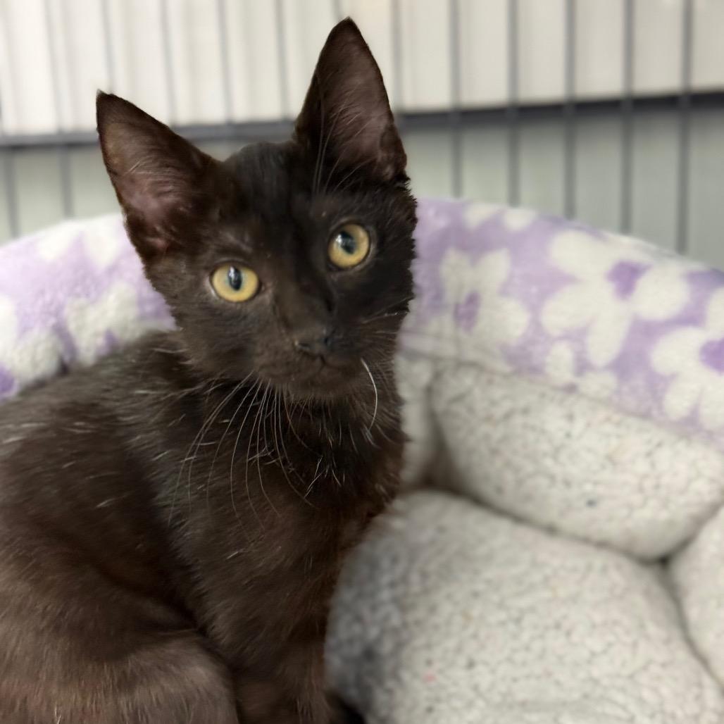 Espresso, Adoptable, Kitten Male Domestic Short Hair.