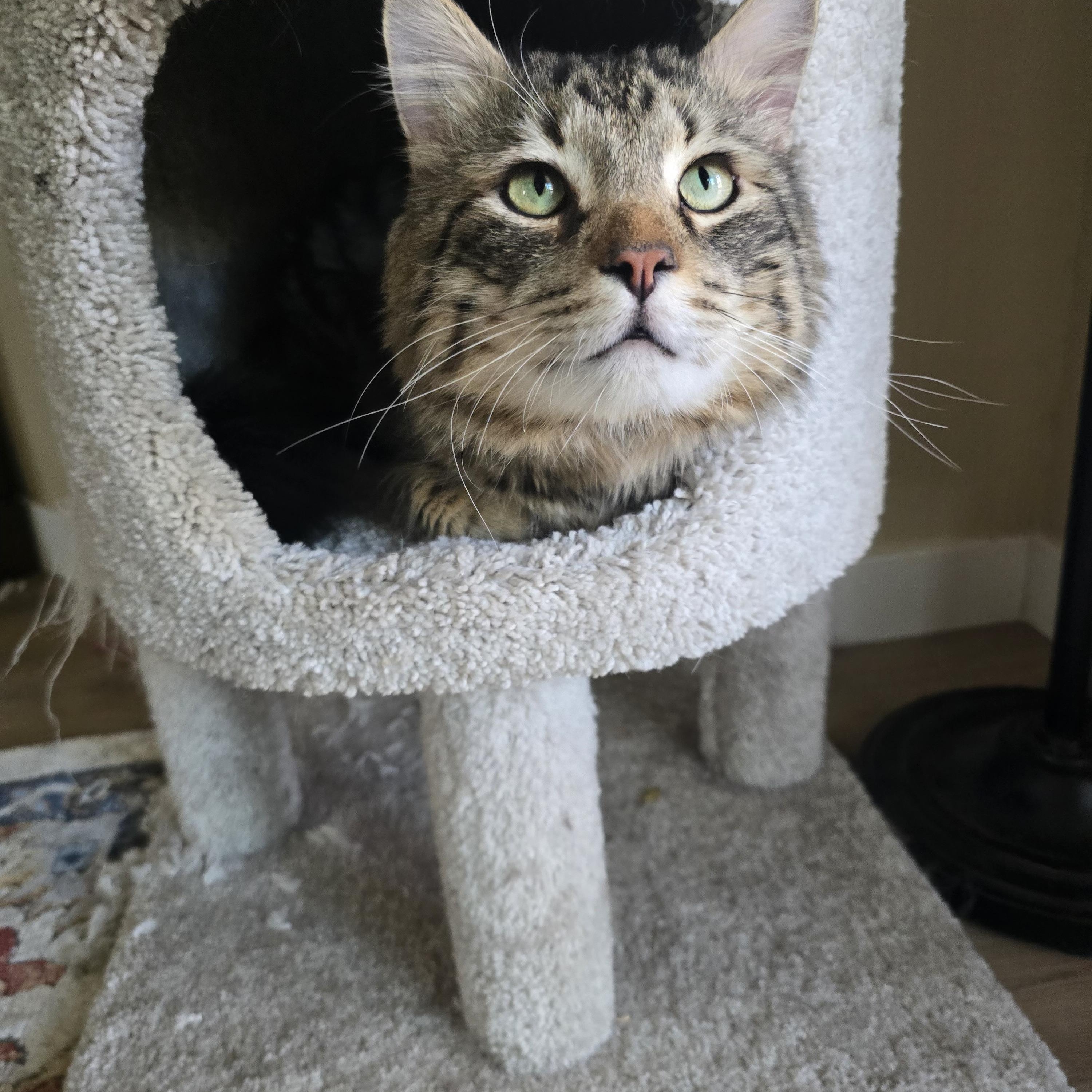 Enlarge Edwin, a ADOPTABLE Domestic Long Hair in Chandler, AZ image 4/5