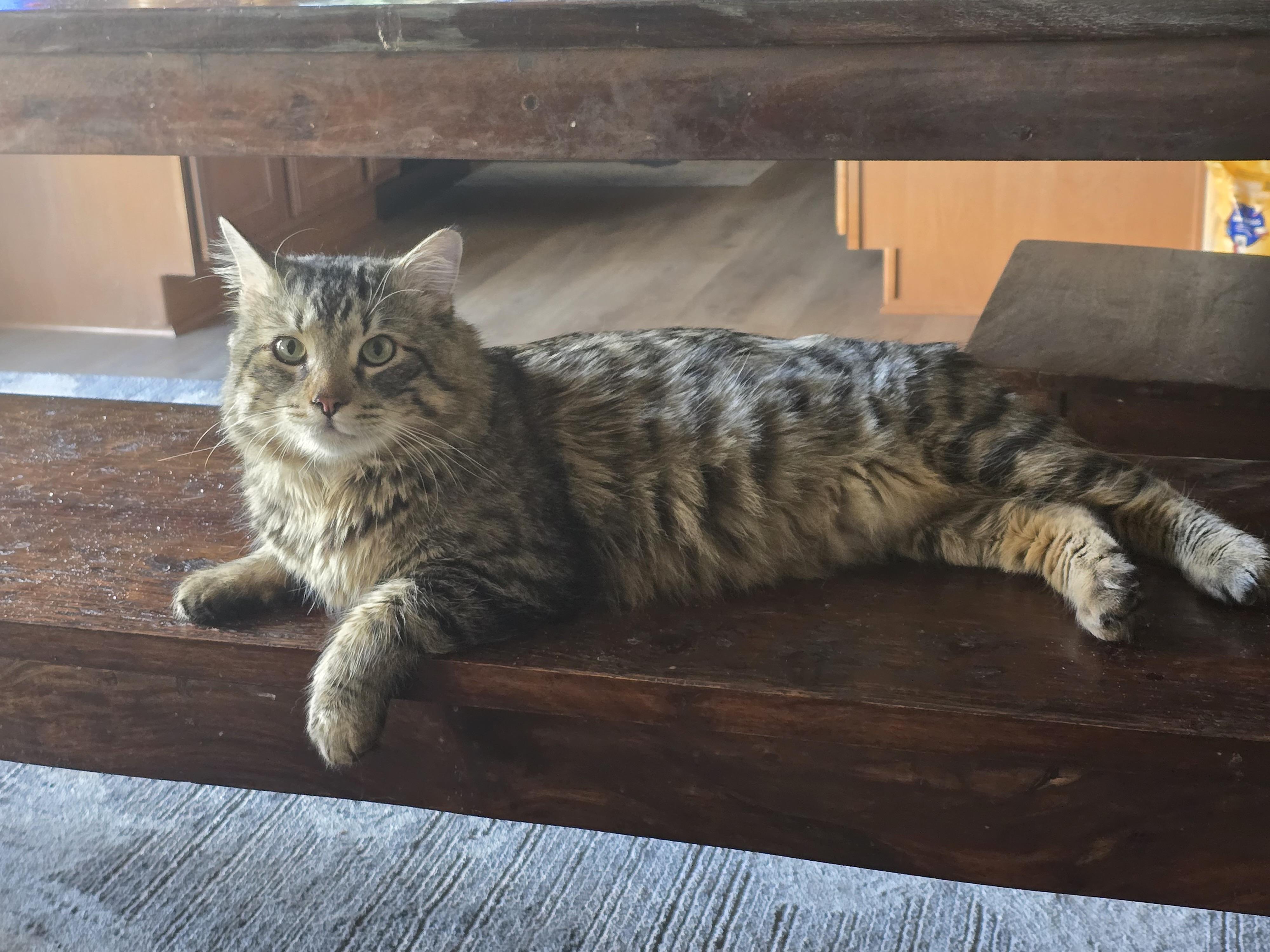 Enlarge Edwin, a ADOPTABLE Domestic Long Hair in Chandler, AZ image 5/5