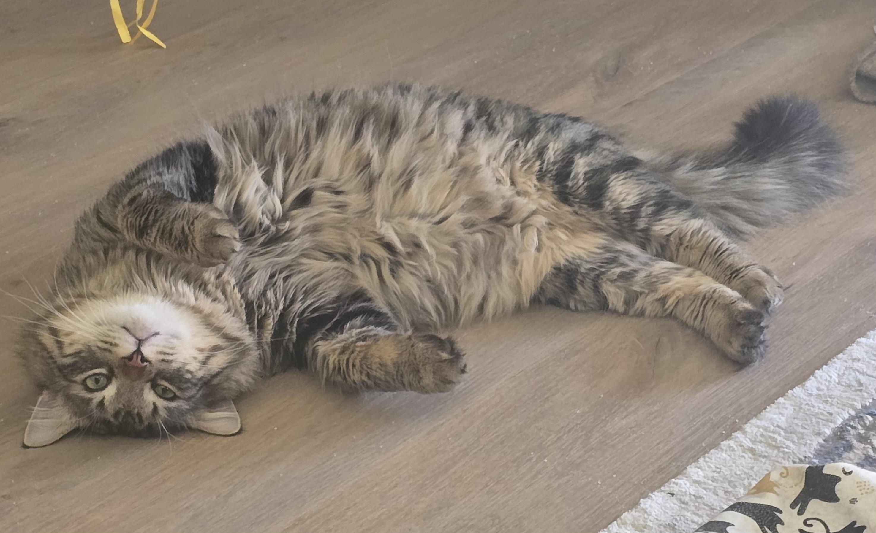 Enlarge Edwin, a ADOPTABLE Domestic Long Hair in Chandler, AZ image 2/5