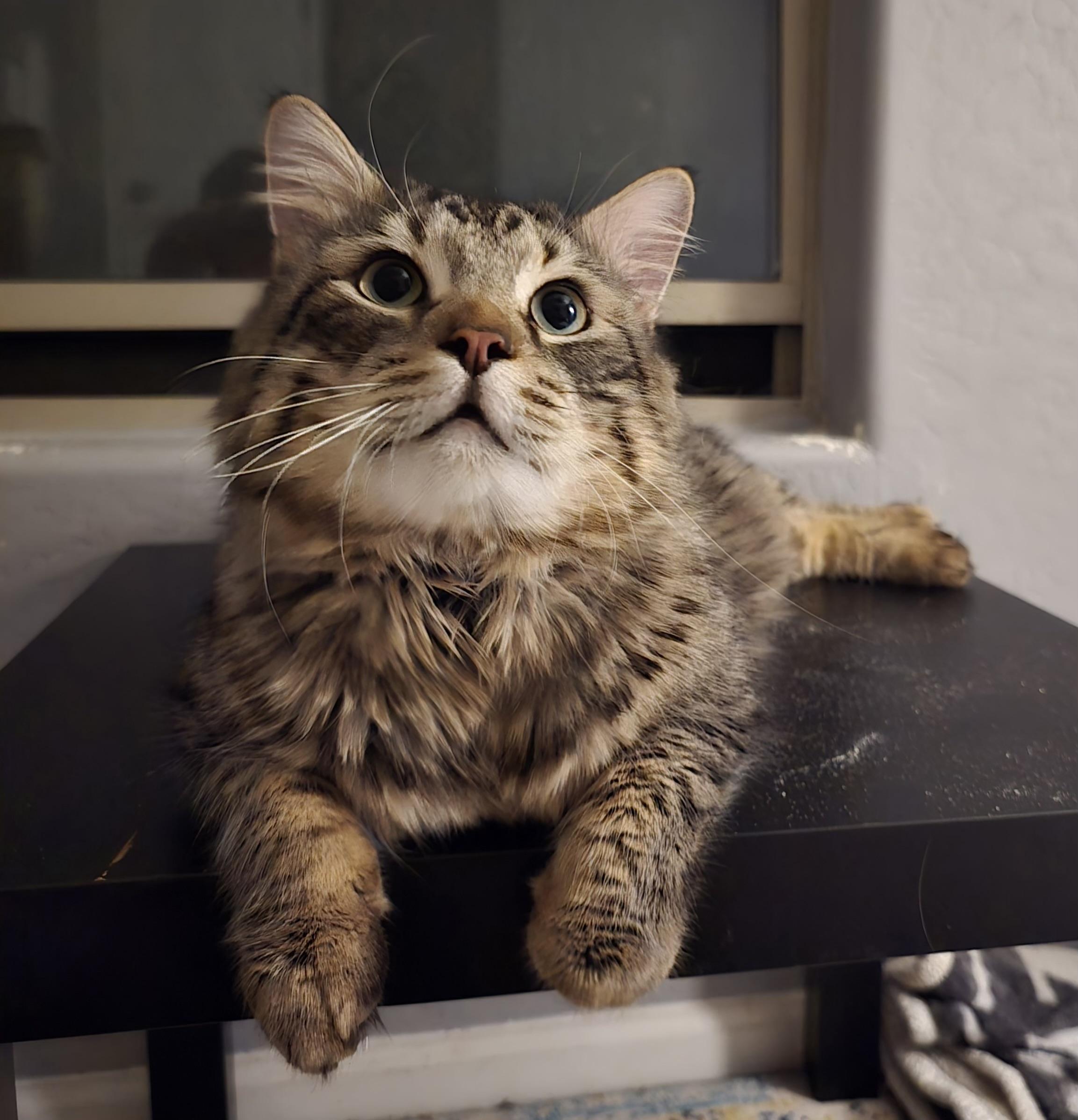 Enlarge Edwin, a ADOPTABLE Domestic Long Hair in Chandler, AZ image 1/5