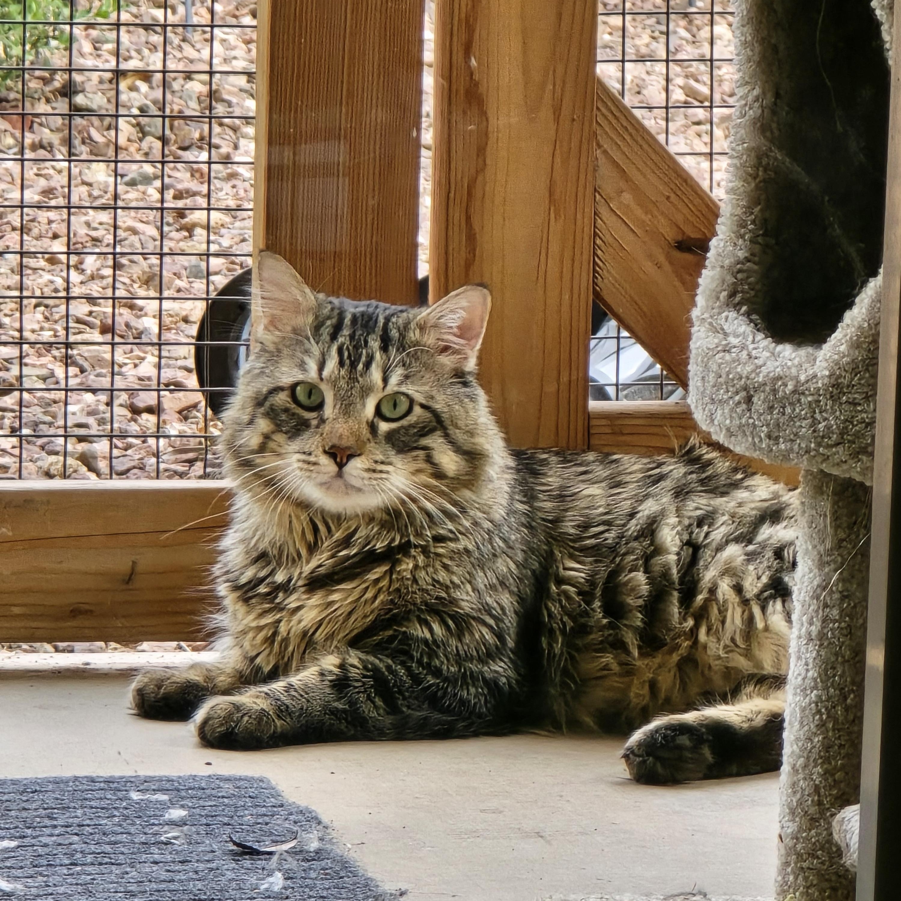 Enlarge Edwin, a ADOPTABLE Domestic Long Hair in Chandler, AZ image 3/5