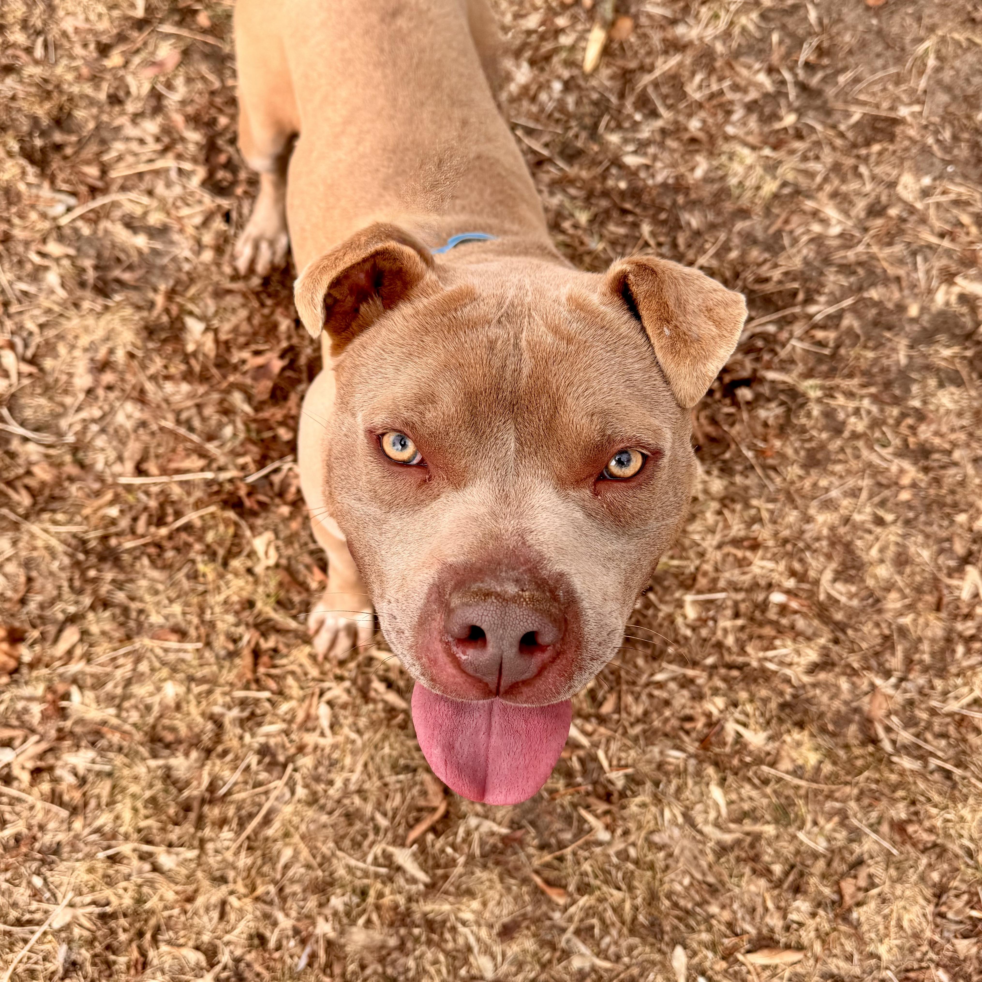 Pittsville , ADOPTABLE, Adult Male Mixed Breed.