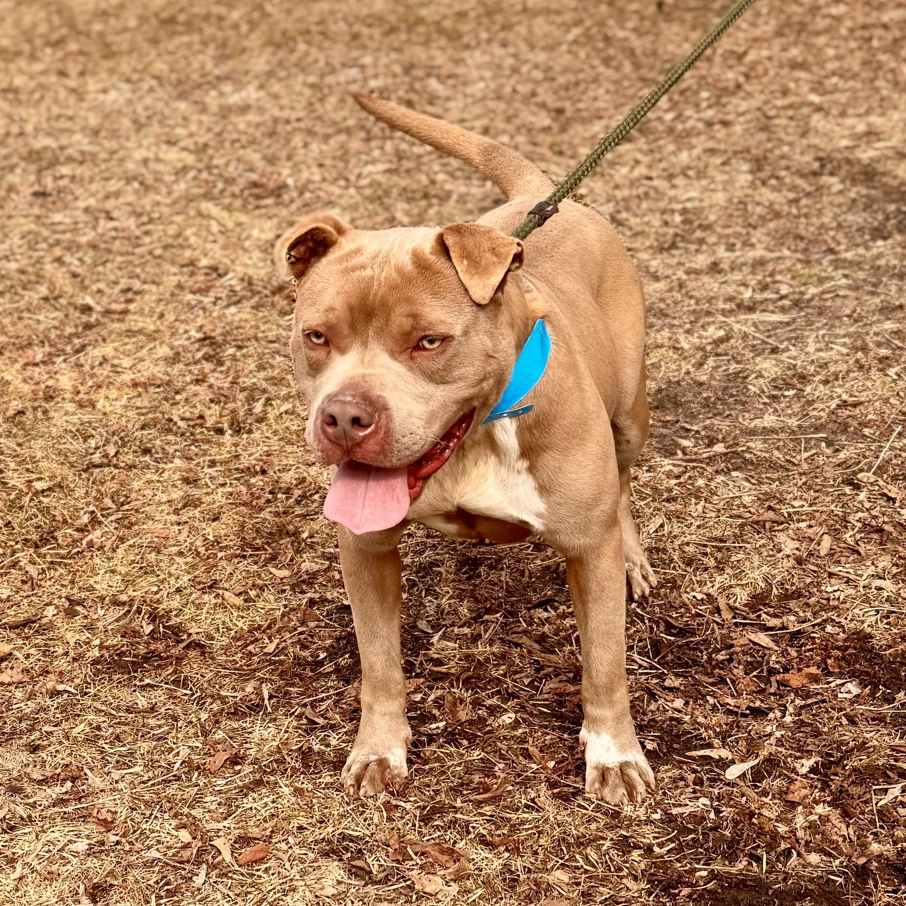 Enlarge Pittsville , a ADOPTABLE Mixed Breed in Midland, MI image 4/4