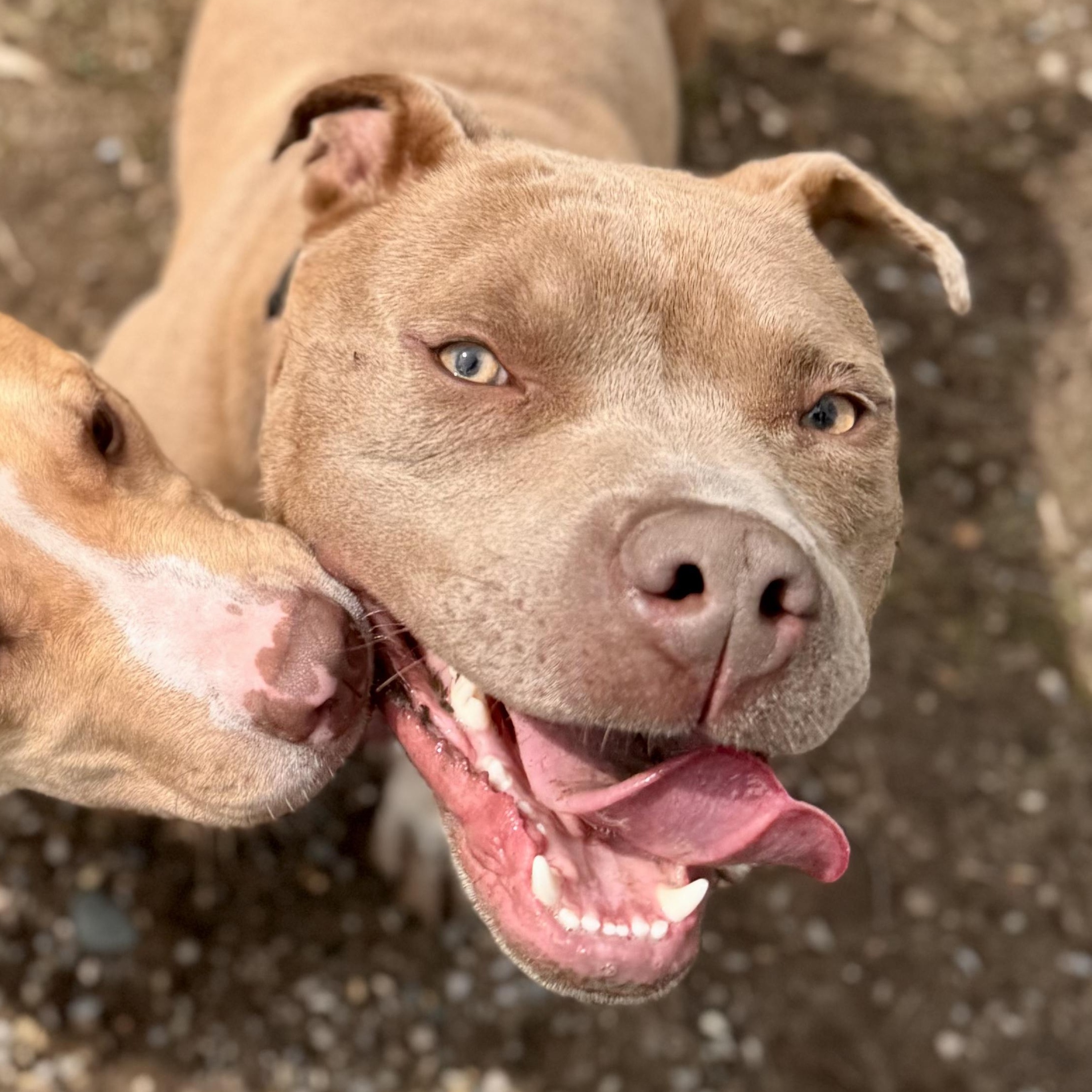 Pittsville , ADOPTABLE, Adult Male Mixed Breed.