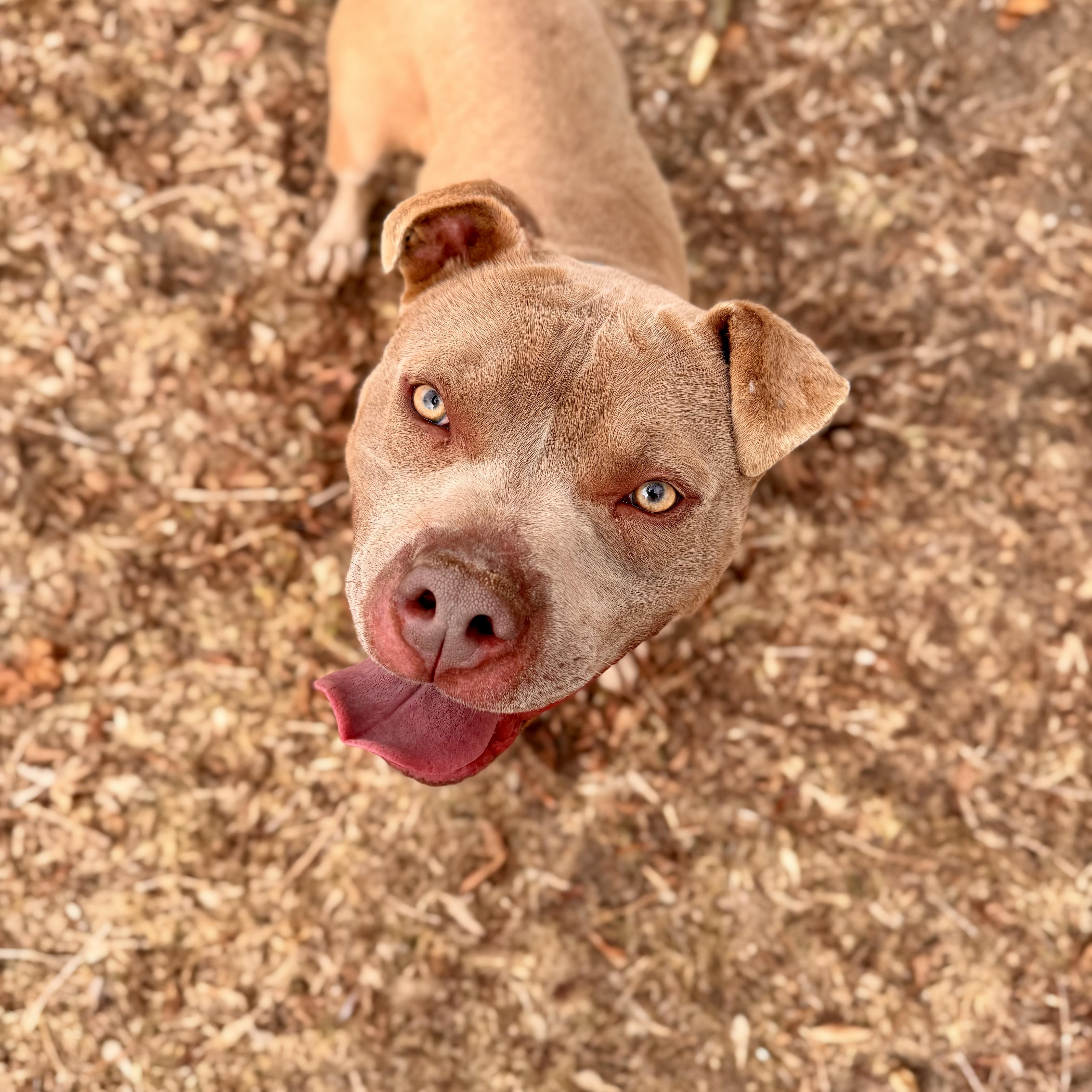 Enlarge Pittsville , a ADOPTABLE Mixed Breed in Midland, MI image 1/4