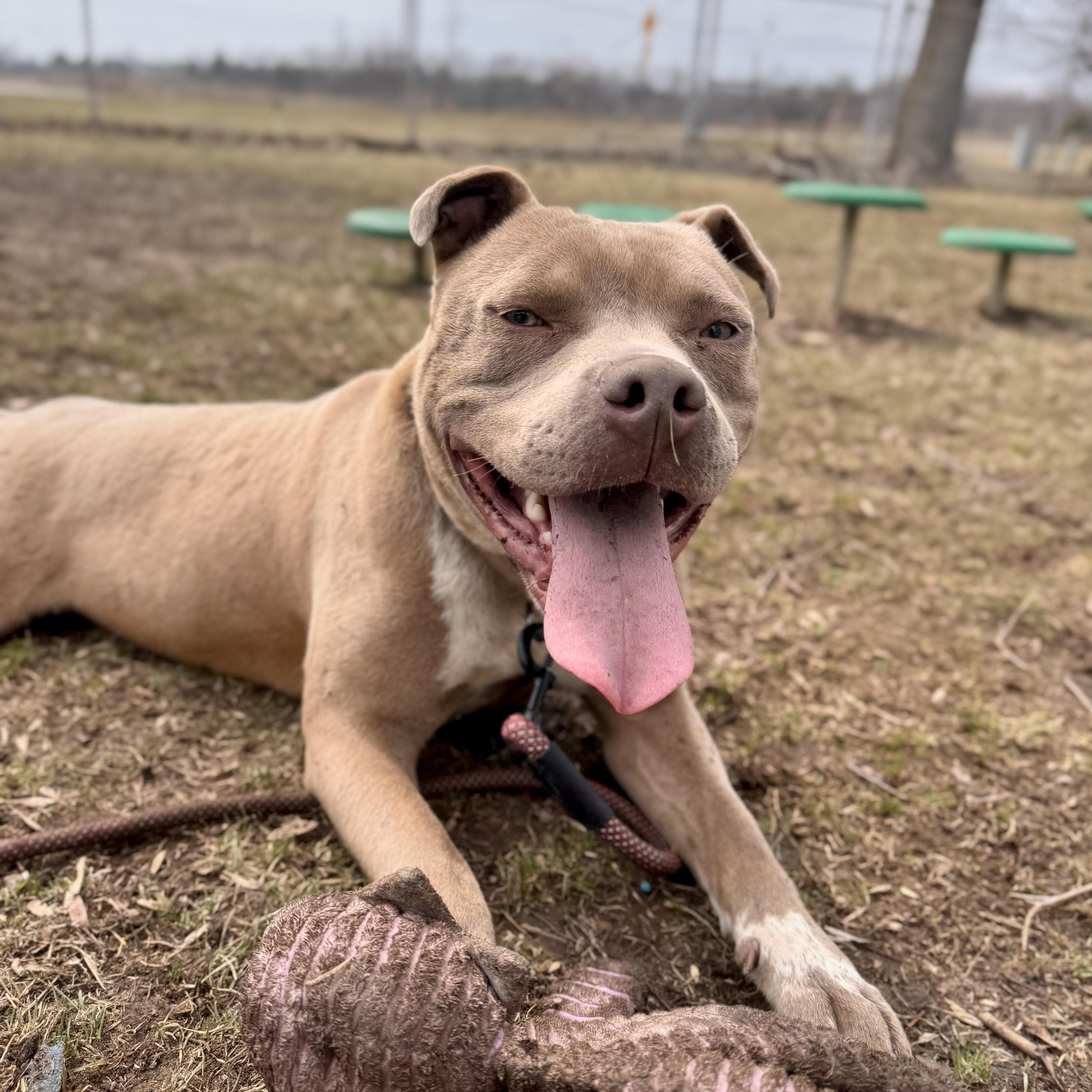 Enlarge Pittsville , a ADOPTABLE Mixed Breed in Midland, MI image 5/6