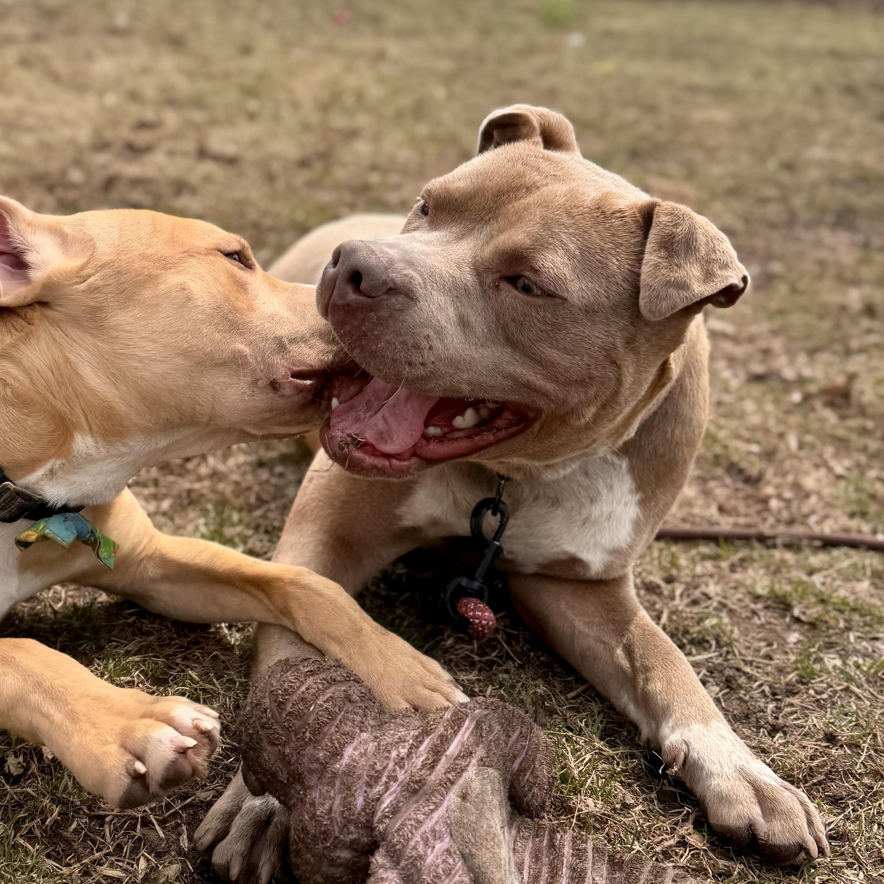 Enlarge Pittsville , a ADOPTABLE Mixed Breed in Midland, MI image 6/6