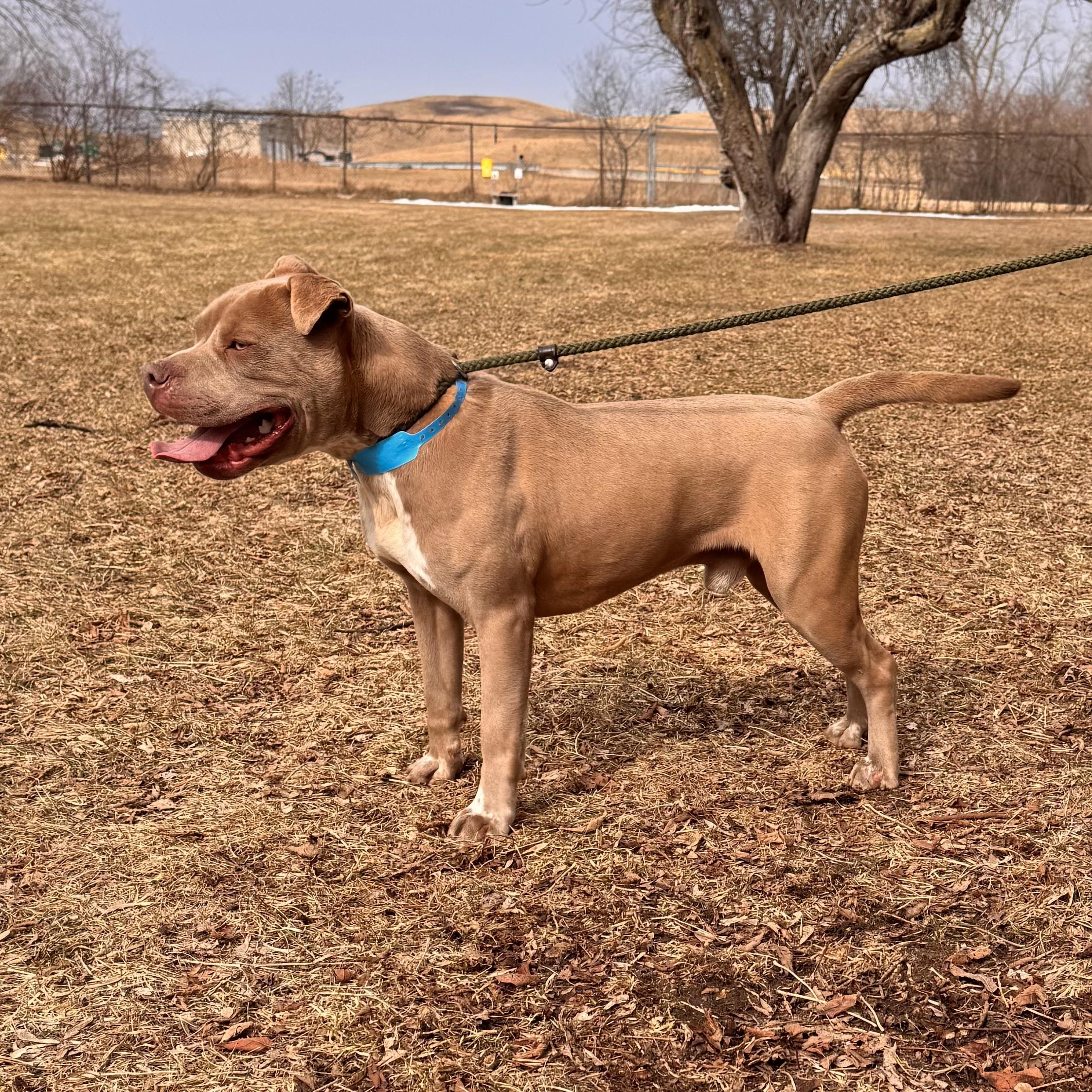 Enlarge Pittsville , a ADOPTABLE Mixed Breed in Midland, MI image 2/4