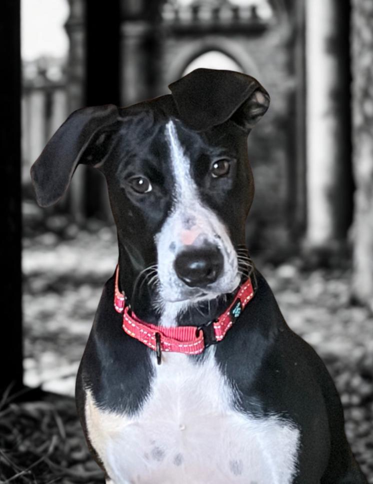 Enlarge Abbey , a ADOPTABLE mixed breed in Warrenton, VA image 4/4