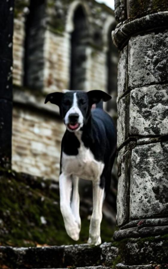 Enlarge Abbey , a ADOPTABLE mixed breed in Warrenton, VA image 2/4