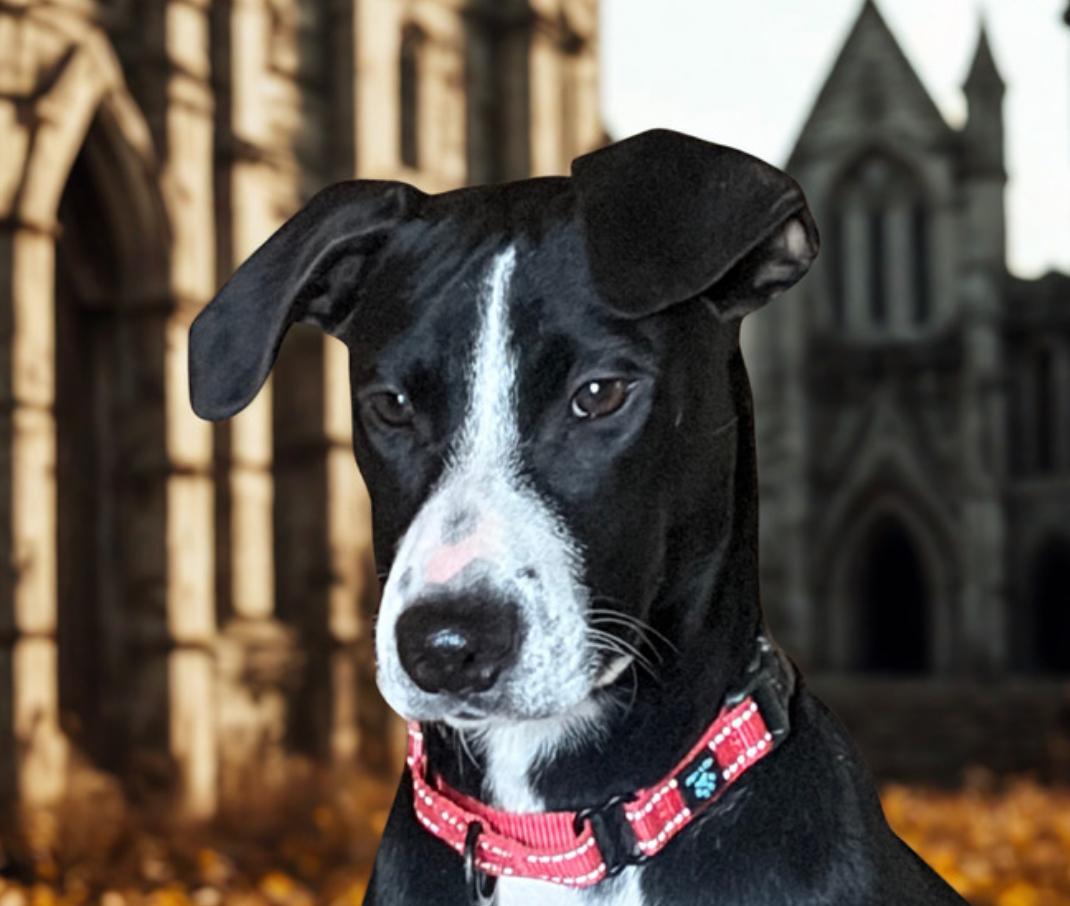 Enlarge Abbey , a ADOPTABLE mixed breed in Warrenton, VA image 3/4