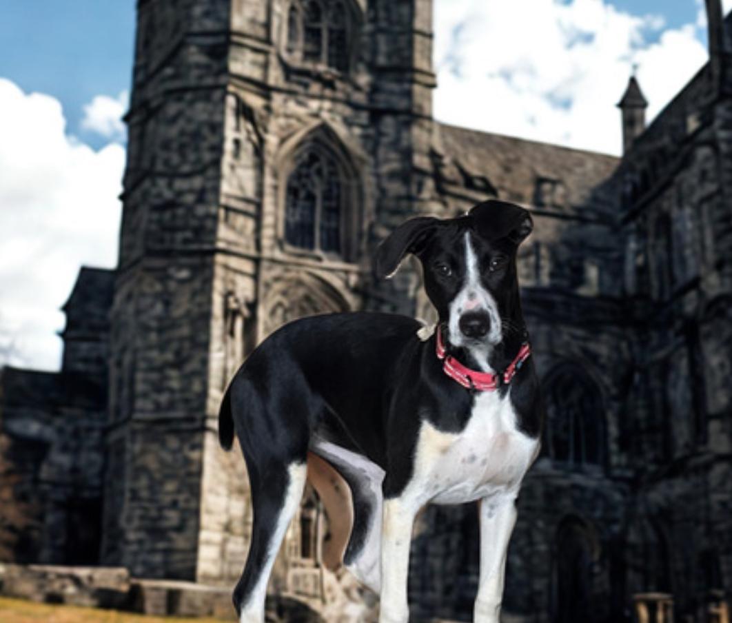 Enlarge Abbey , a ADOPTABLE mixed breed in Warrenton, VA image 1/4