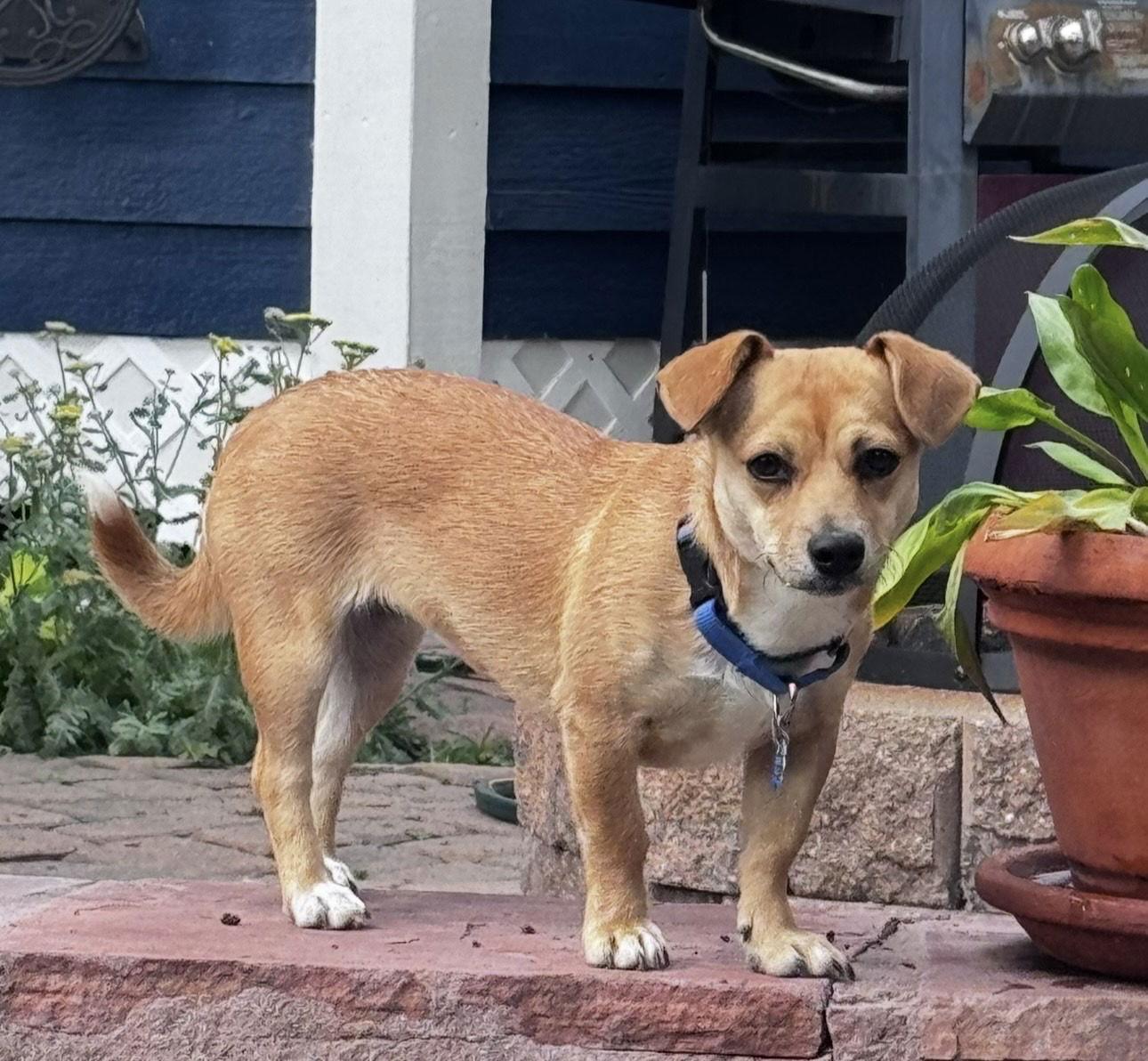 Trixie, Adopted, Young Female Chihuahua & Dachshund.