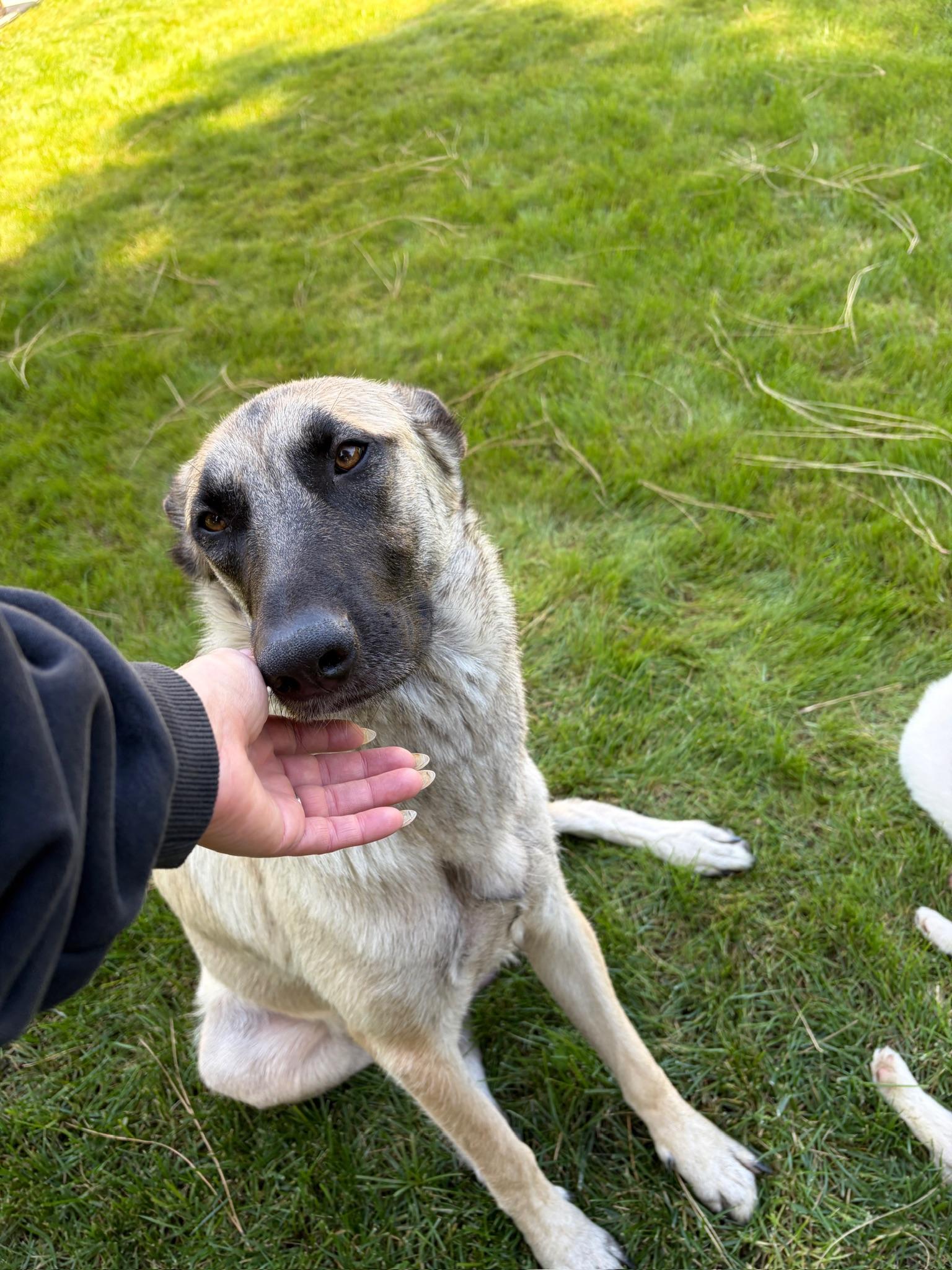 Enlarge Janie, a Adoptable Shepherd in Calabasas, CA image 2/6