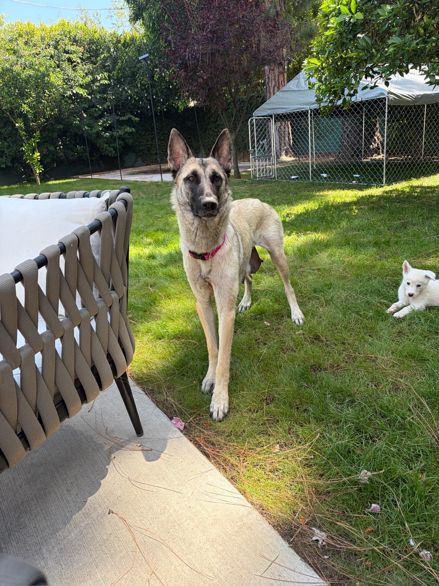 Janie, Adoptable, Young Female Shepherd.