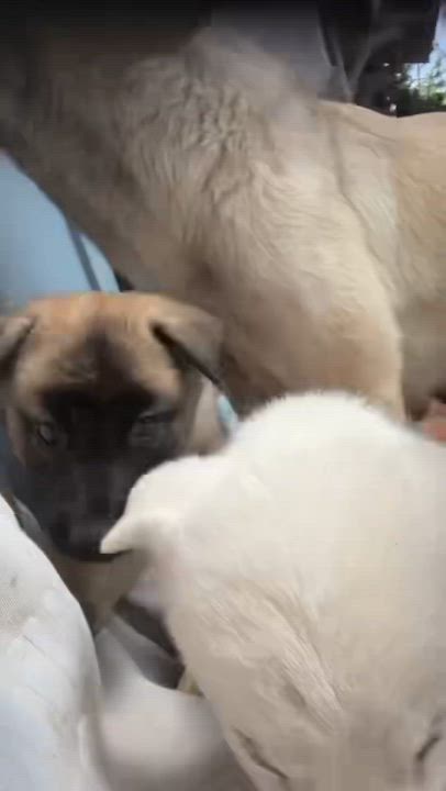 Enlarge Janie, a Adoptable Shepherd in Calabasas, CA video 3/6