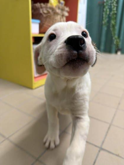 Enlarge Leaf, a Adoptable mixed breed in Scottsbluff, NE image 1/3