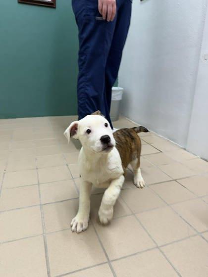 Enlarge Leaf, a Adoptable mixed breed in Scottsbluff, NE image 2/3
