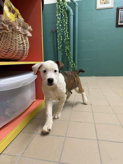 Enlarge Leaf, a Adoptable mixed breed in Scottsbluff, NE image 3/3