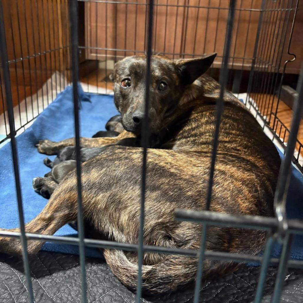 Gorgonzola, Adoptable, Young Female Mixed Breed.