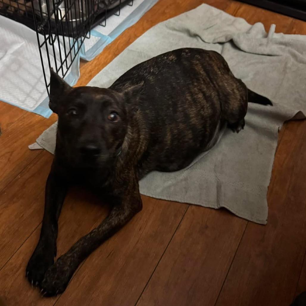 Enlarge Gorgonzola, a Adoptable Mixed Breed in Tacoma, WA image 2/4