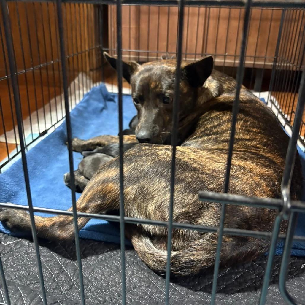 Enlarge Gorgonzola, a Adoptable Mixed Breed in Tacoma, WA image 3/4