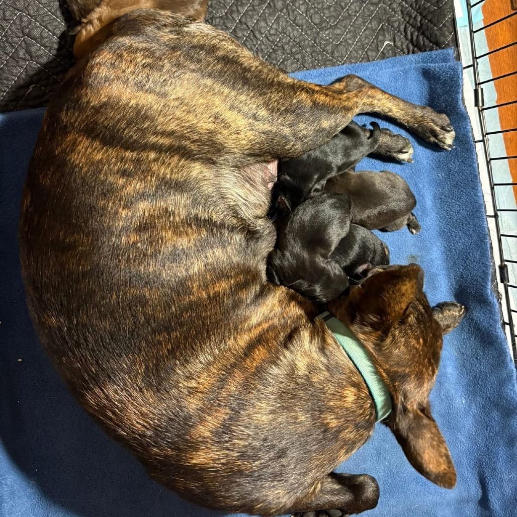 Enlarge Gorgonzola, a Adoptable Mixed Breed in Tacoma, WA image 4/4