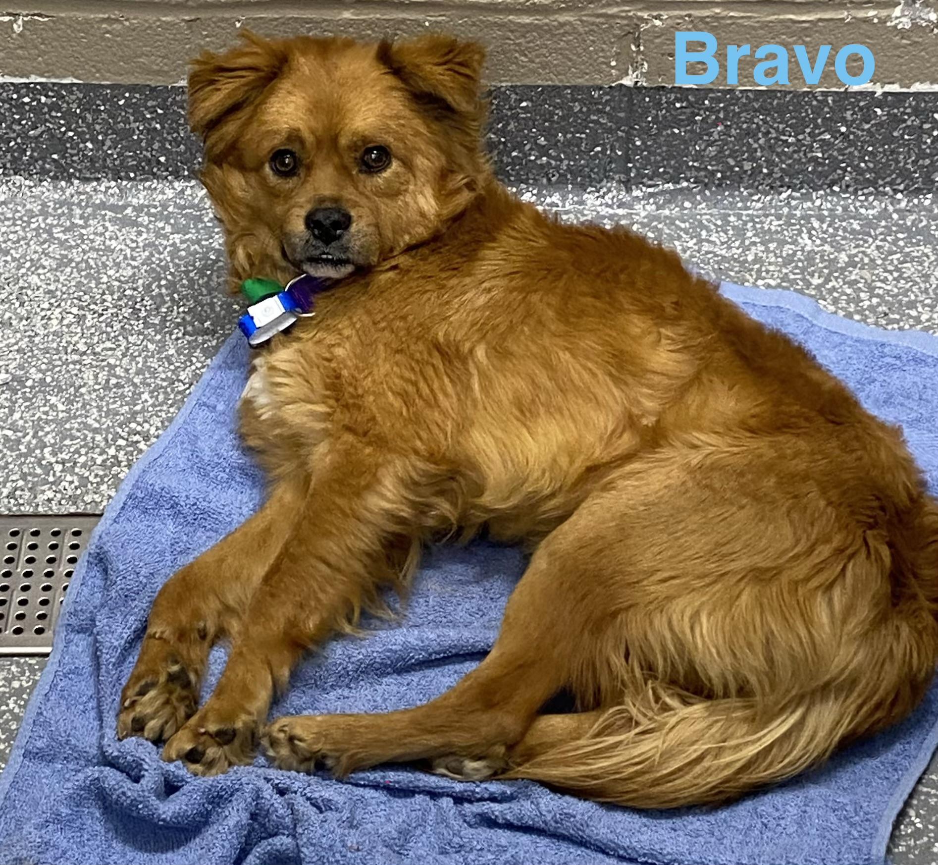 Bravo, adopted, Adult Male Pug & Pomeranian.