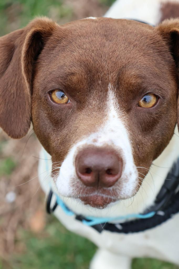 Sandy, Adoptable, Adult Female Mixed Breed.