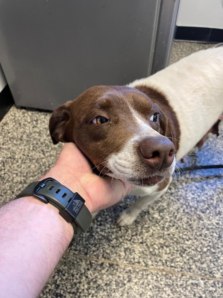 Sandy, Adoptable, Adult Female Mixed Breed.