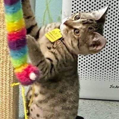 Millie - a Sweetheart, adopted, Kitten Female Tabby.