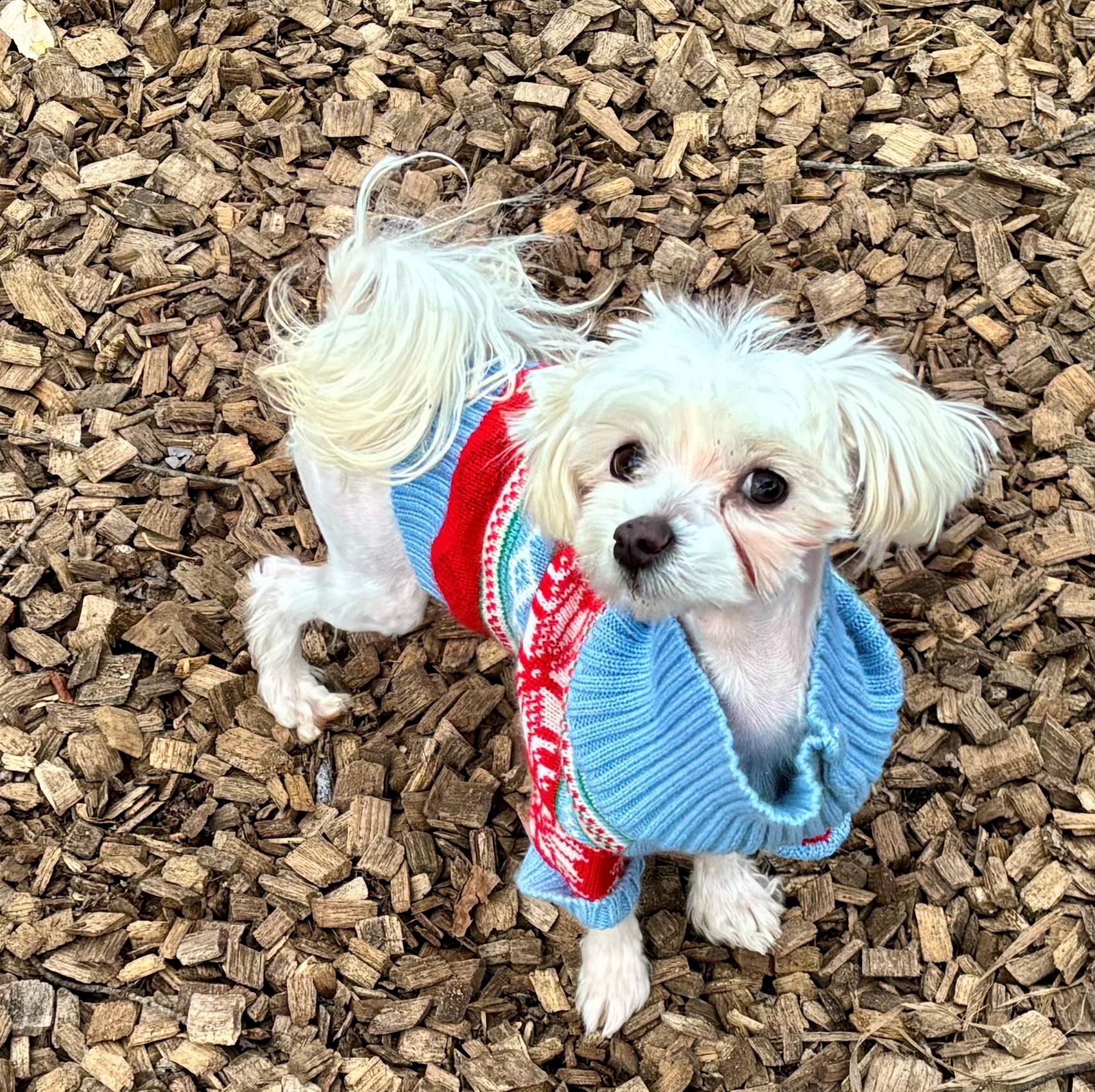Micah-#50187, ADOPTABLE, Young Male Maltese.
