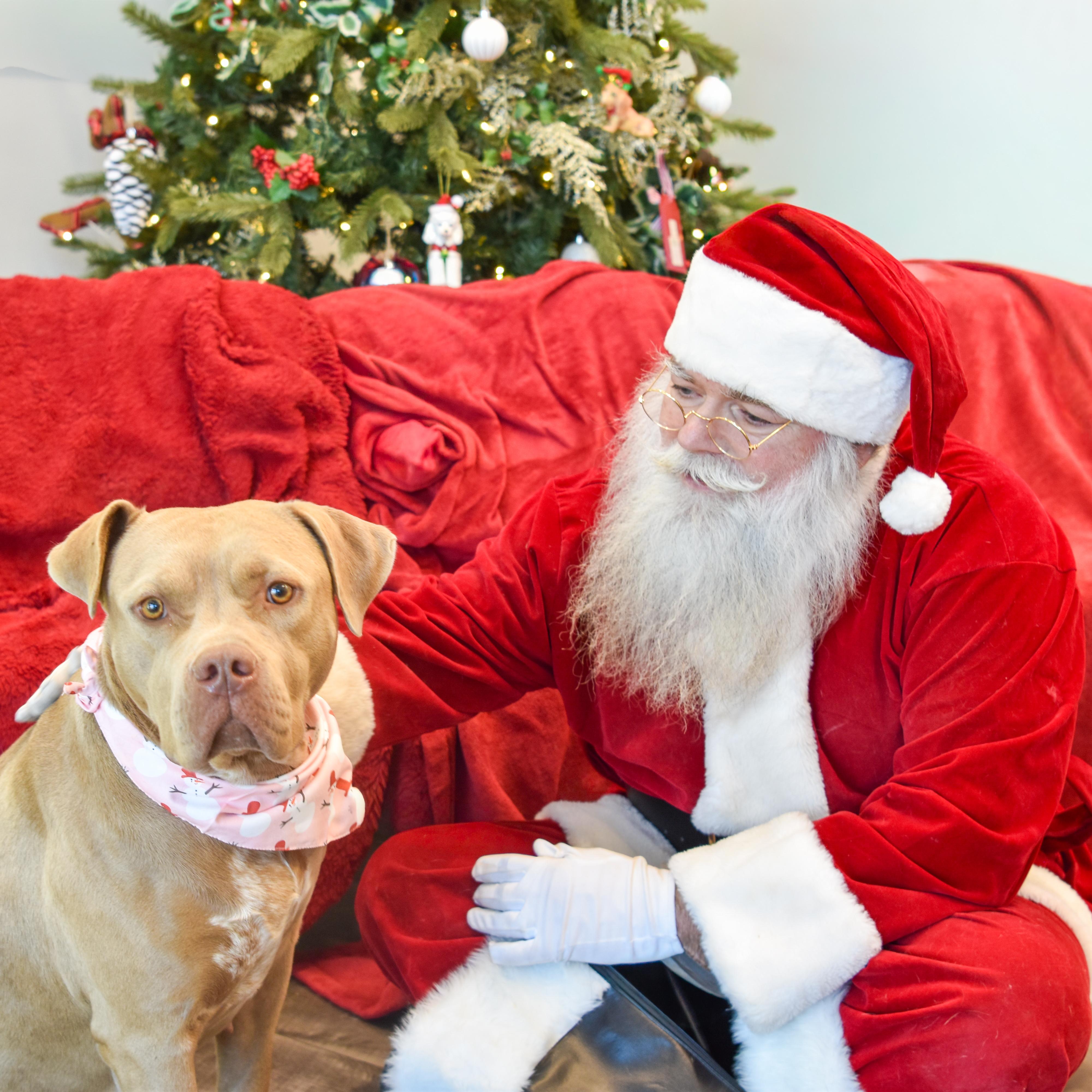 Vivian, a Adoptable mixed breed in Lancaster, SC image 1/6