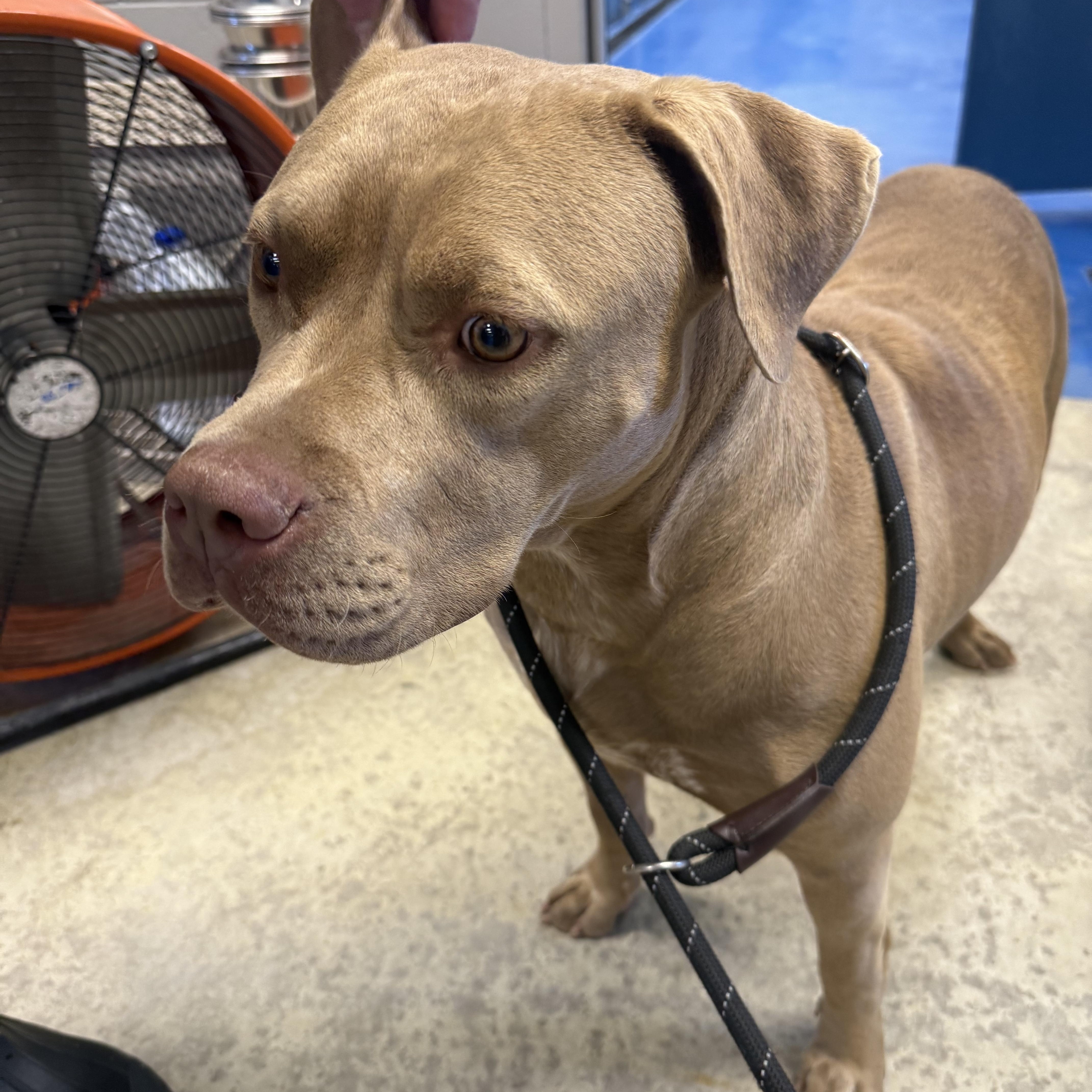 Vivian, a Adoptable mixed breed in Lancaster, SC image 3/6