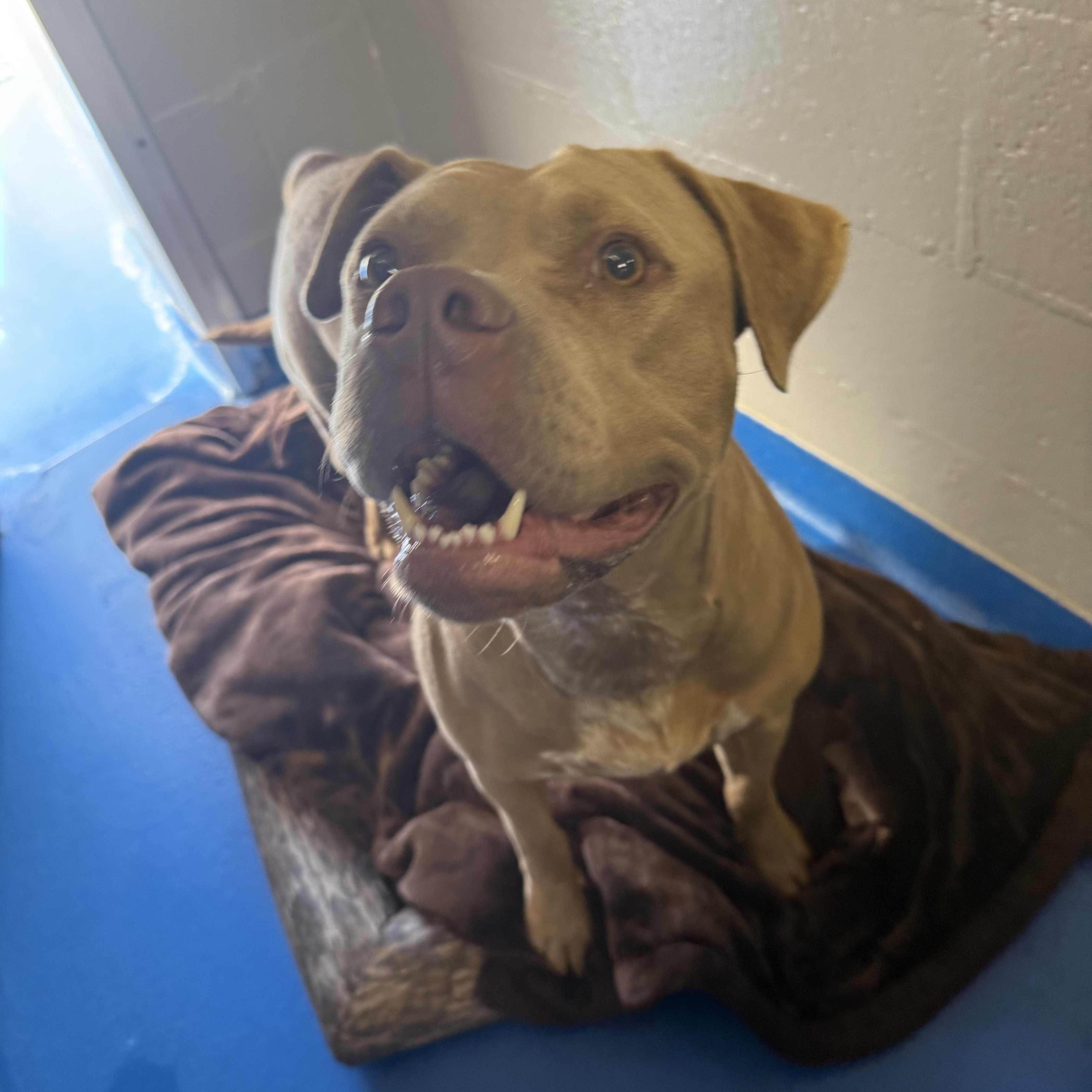 Vivian, a Adoptable mixed breed in Lancaster, SC image 4/6