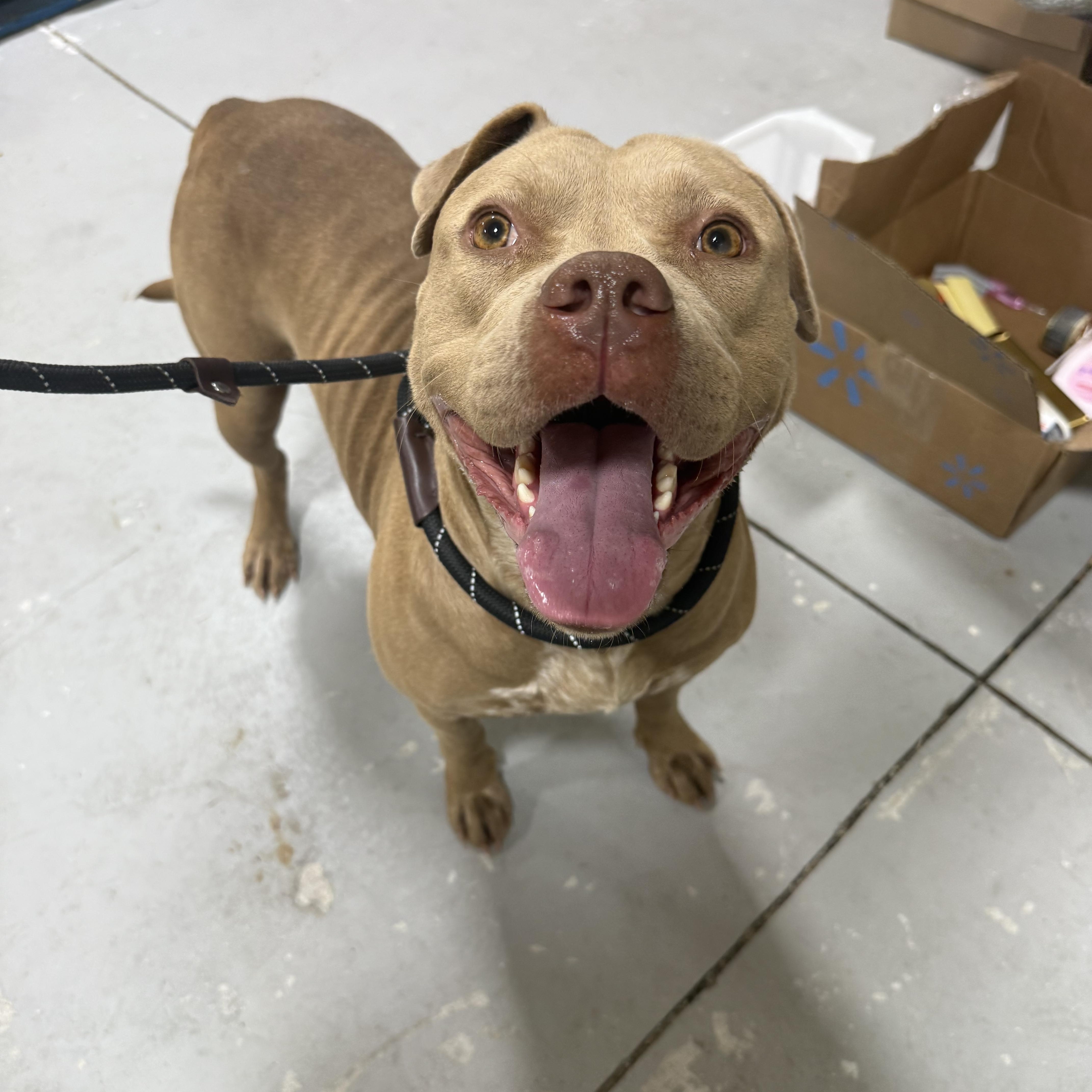 Vivian, a Adoptable mixed breed in Lancaster, SC image 5/6